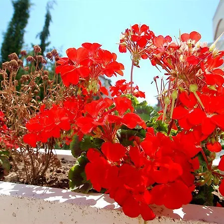 Hotel Lara Diamond Antalya
